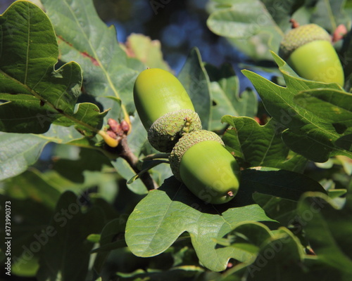 acorns on oak branches with green leaves