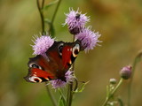 Peacock butterfly (Aglais io) on creeping thistle purple flowers