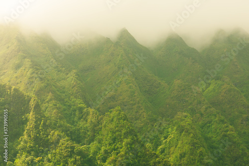 misty morning in the Hawaii mountains