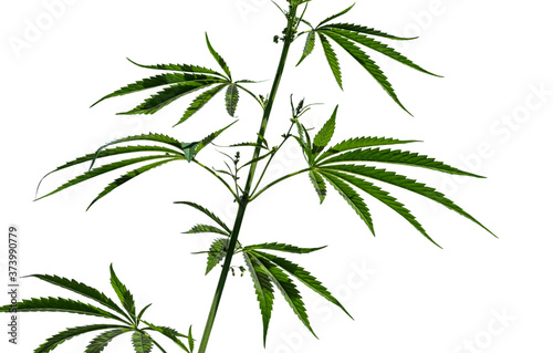 Brightly lit cannabis plant isolated on a white background.