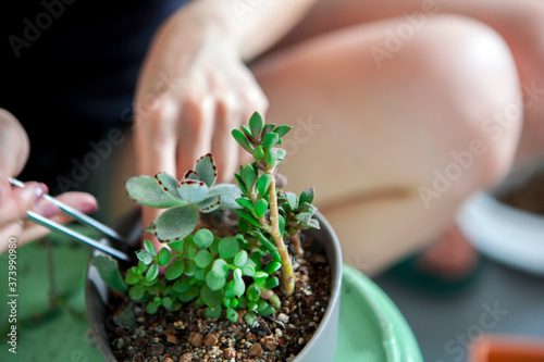 Girls are planting flowers in the garden, female hands are transplanting succulents into pots