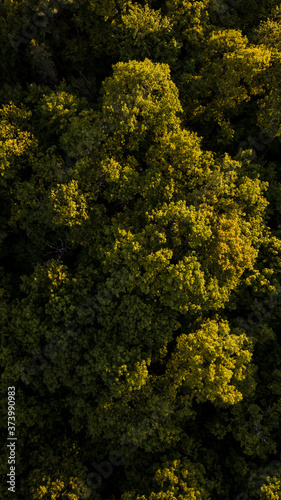 Trees at sunset from above