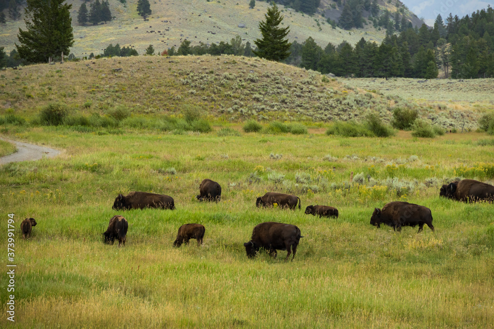 Bison herd in Yellowstone National Park