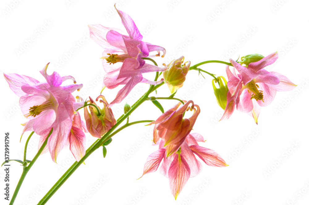 Columbine bouquet on white isolated background