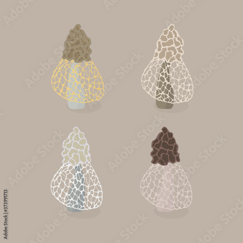 Phallus duplicatus. Cute gray mushroom and a skirt on a leg. Double mesh.