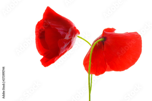 Fototapeta Naklejka Na Ścianę i Meble -  Red poppies on white isolated background