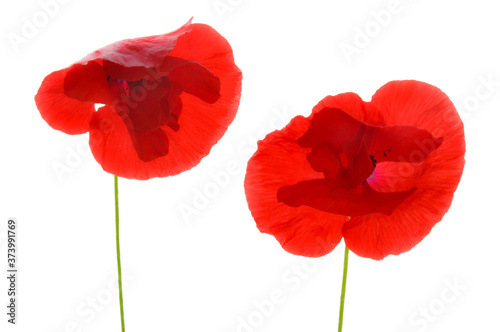 Red poppies on white isolated background