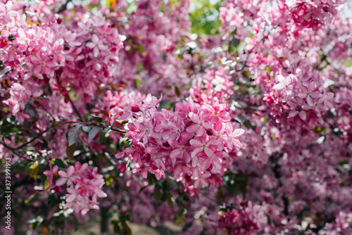 Beautiful  pink blooming Apple tree in the spring garden. Agricultural industry