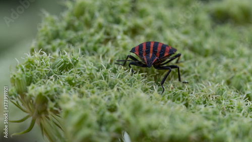 owad macro przyroda