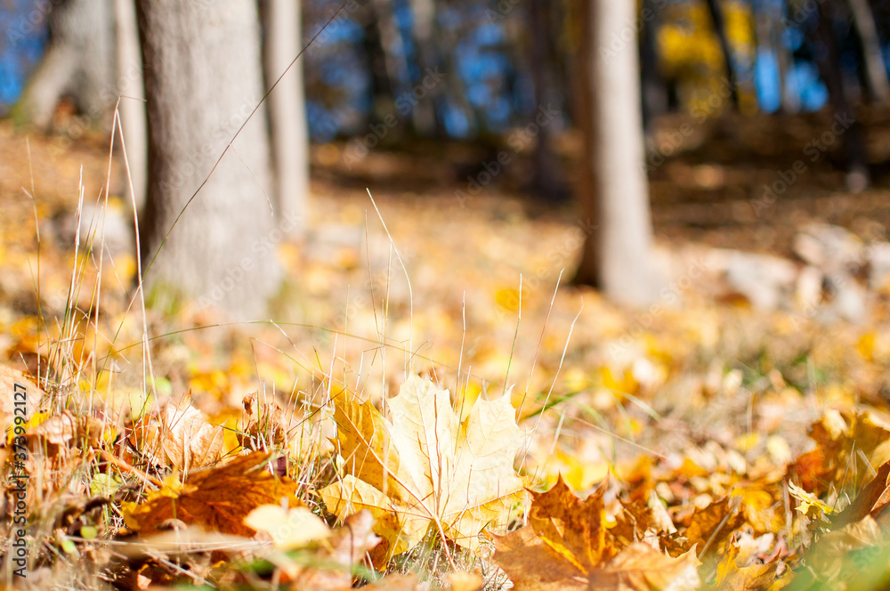 Beautiful autumn landscape with dry maple leaves on the ground in the forest. Beautiful colorful wallpaper. Beautiful autumn landscape with dry maple leaves on the ground in the forest. Beautiful colorful wallpaper.