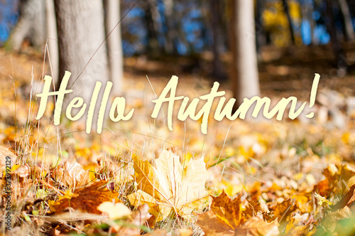 Beautiful autumn landscape with dry maple leaves on the ground in the forest. Beautiful colorful wallpaper with Heloo Autumn text on it photo