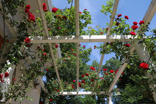 White trellis with red roses, Sweden