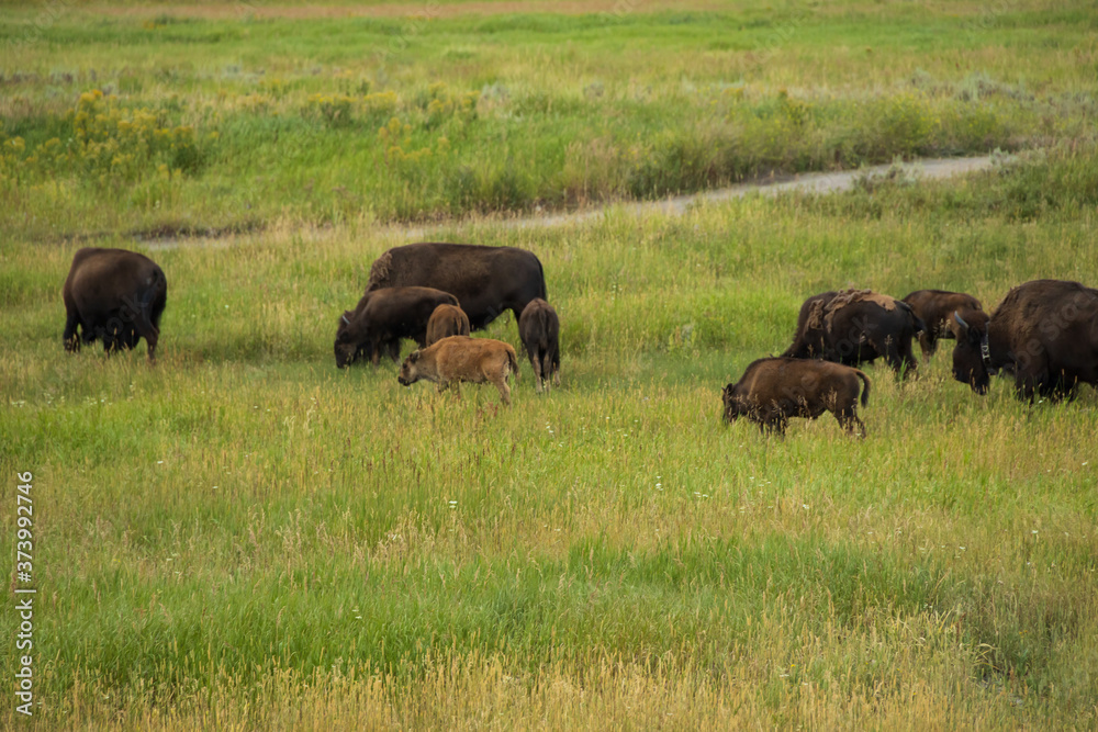 Bison herd in Yellowstone National Park