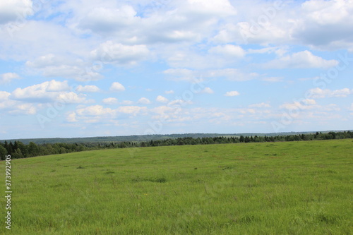Green field  forest on the horizon. Green nature landscape background