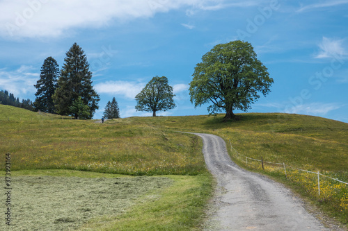 Weg durch Blumenwiese mit einzelnen Bäumen und blauen Himmel mit weißen Wolken, Landschaftsaufnahme im Querformat photo