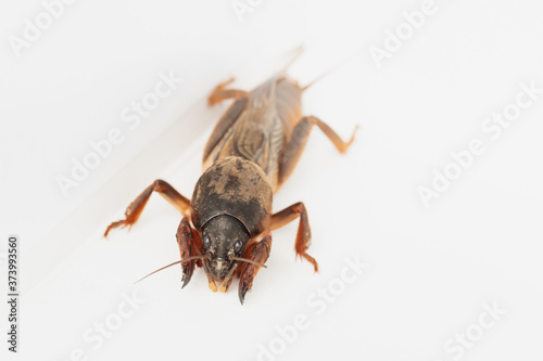 European mole cricket on white background. Natural © DBA