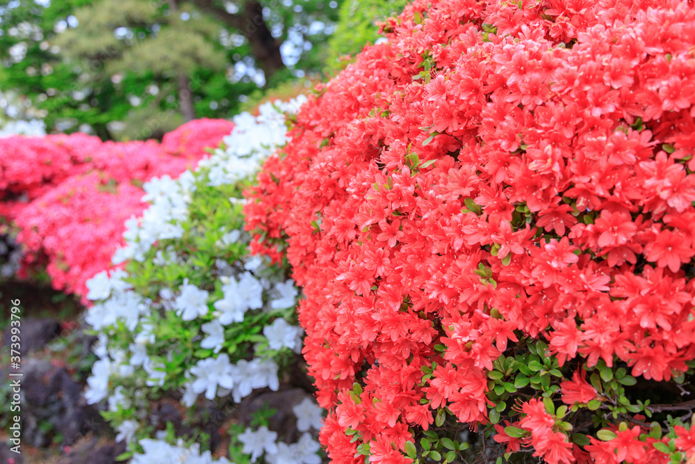 美しく咲くツツジの花 美しく咲くツツジの花