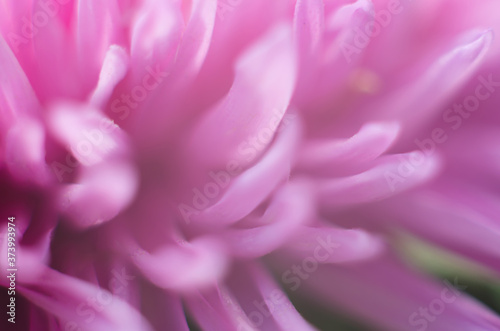Blurred floral background of delicate pink color. Beautiful flowers made with color filters in soft color
