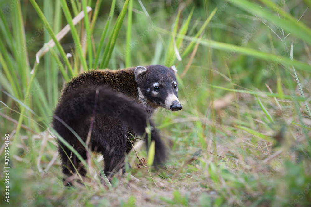 White-nosed coati is walking in green meadow White-nosed coati is walking in green meadow