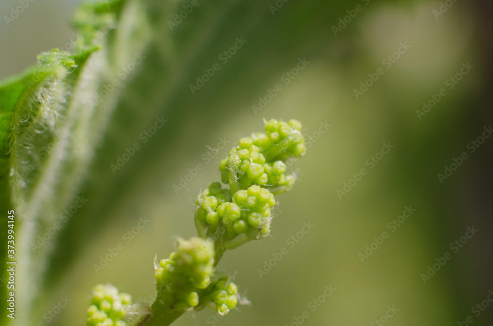 Young shoot of grapes close up. Macro photo of a vine. Young shoot of grapes close up. Macro photo of a vine.