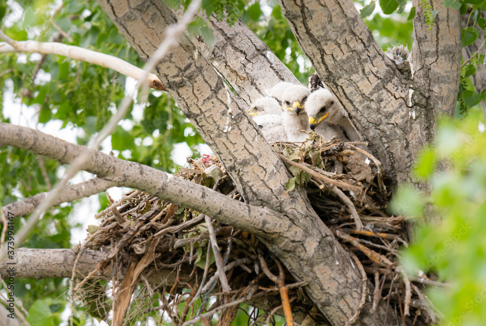 Red tailed hawk nest Red tailed hawk nest