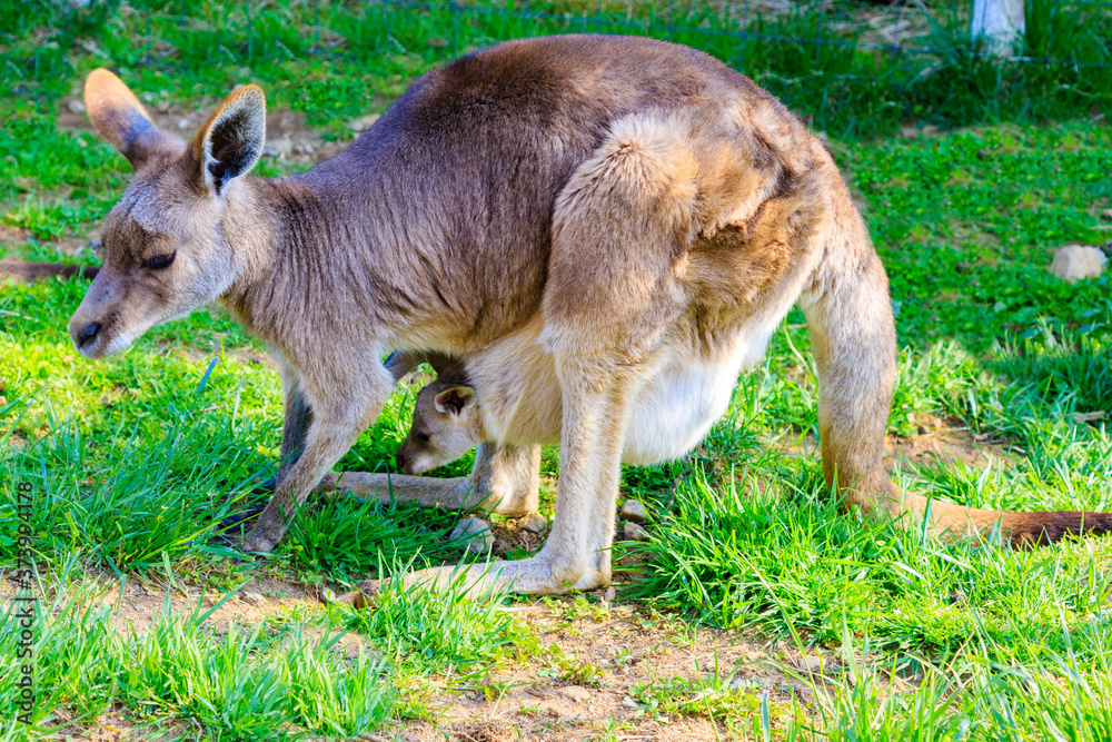 親子のカンガルー 親子のカンガルー