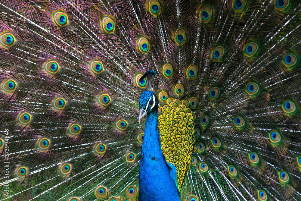 Fototapeta premium Indian blue peacock displaying plumage