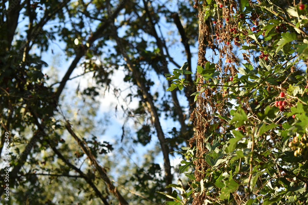 tree branches against blue sky