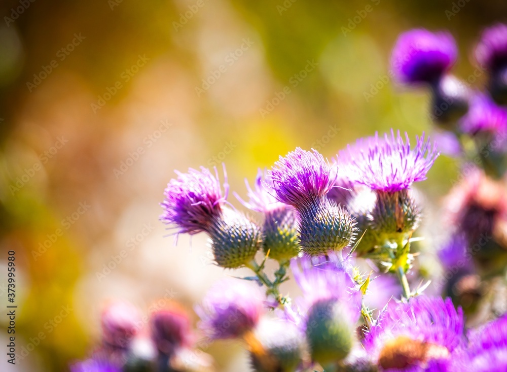 Fototapeta premium Purple flowers of Cirsium vulgare, Spear thistle or Common thistle close up in sunlight. Selective focus.
