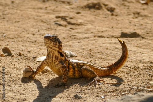 A Lizard  Leiocephalus cubensis  in the Sand of Guanaroca Lagoon  Cuba