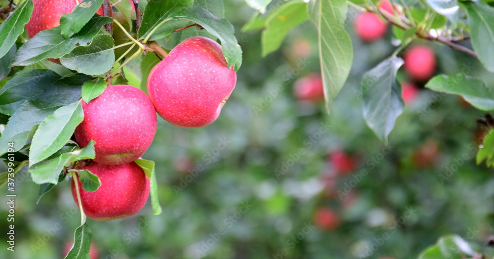 Leckere rote reife Äpfel - Apfelbaum kurz vor der Apfelernte in Südtirol Leckere rote reife Äpfel - Apfelbaum kurz vor der Apfelernte in Südtirol