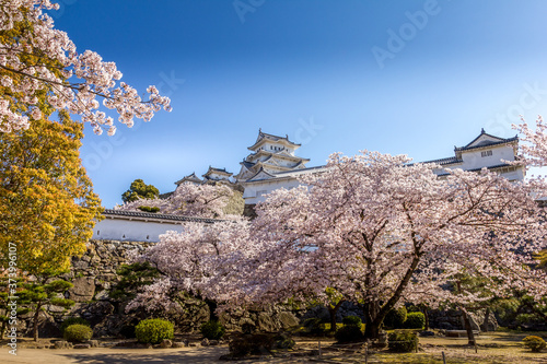 Cherry blossom and the Himeji castle in Japan