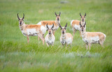 Pronghorn in the Canadian prairies
