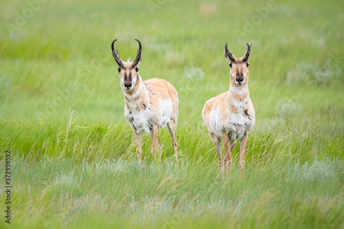 Pronghorn in the Canadian prairies © Jillian