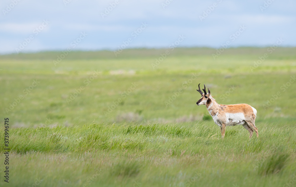 Pronghorn in the Canadian prairies Pronghorn in the Canadian prairies