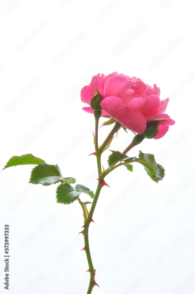 Pink roses white isolated background