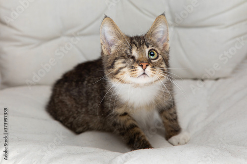 Little gray kitten on a white background. Cat face muzzle closeup looking at the camera. A mutton cat without breed looks at the camera.Gray kitten in muzzle close-up