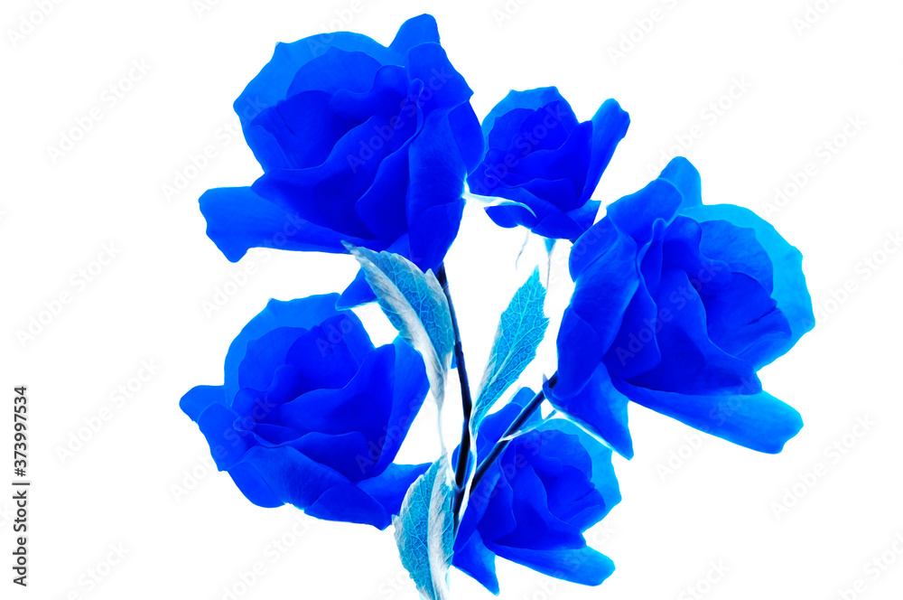 Blue roses on white isolated background Blue roses on white isolated background