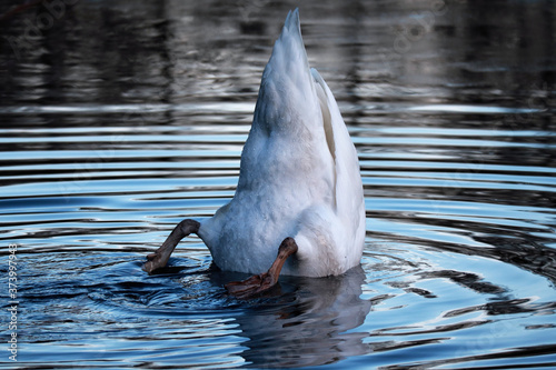 Schwan beim Tauchen, Köpfchen in das Wasser Schwäzchen in die Höhe