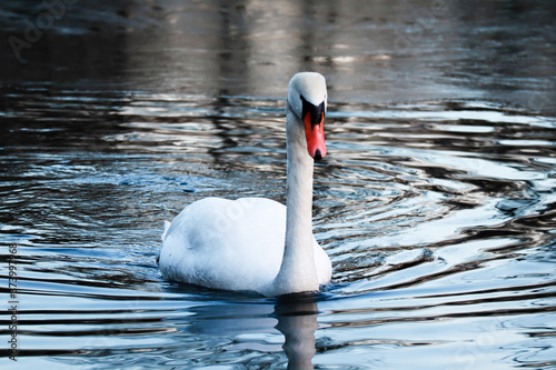 Schwan schwimmt auf winterlich teilweise gefrorenem See