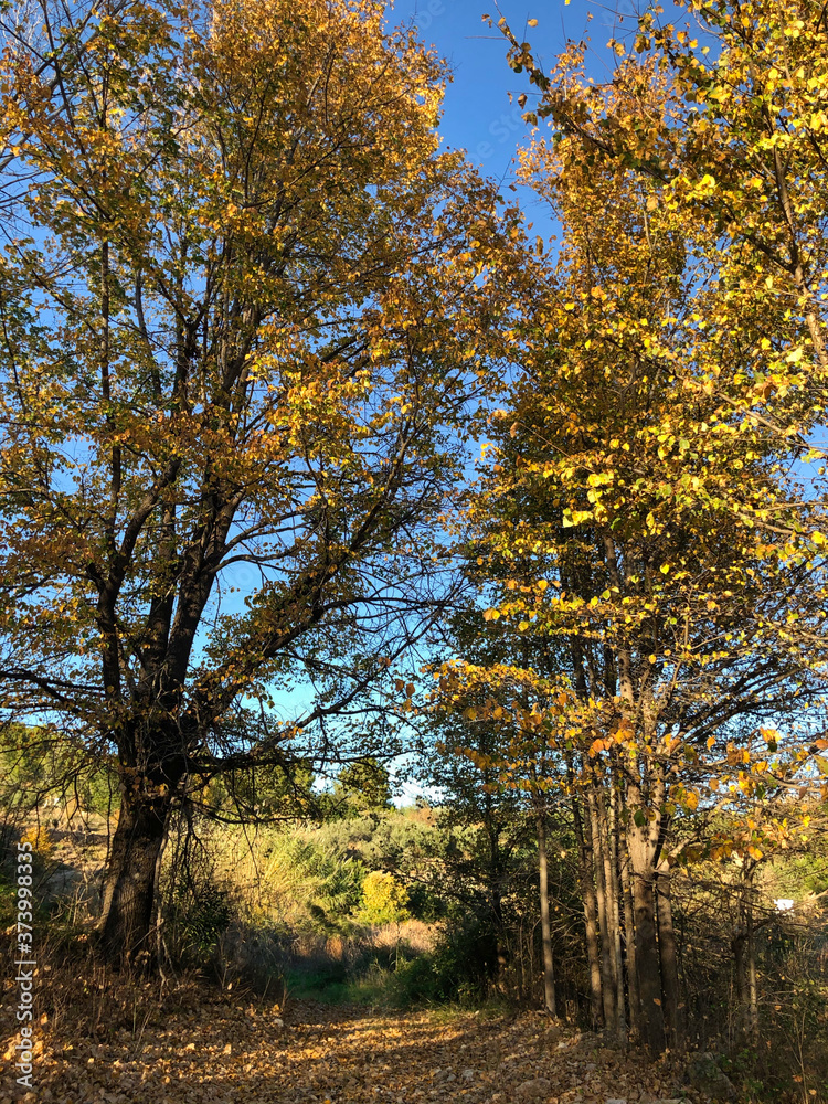 Fototapeta premium Otoño en el campo.