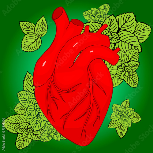 human heart on a background of green mint leaves. Treatment of heart disease with medicinal herbs. Valentine's day card.