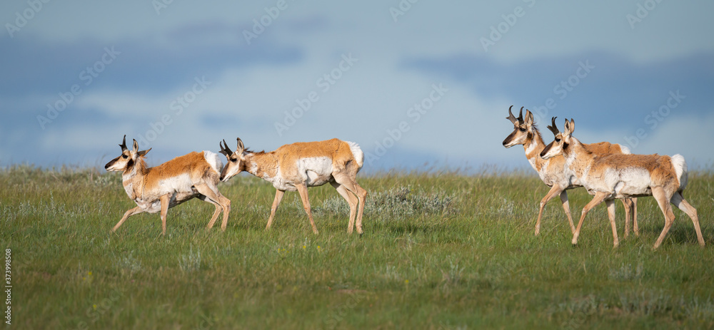 Pronghorn in the Canadian prairies Pronghorn in the Canadian prairies