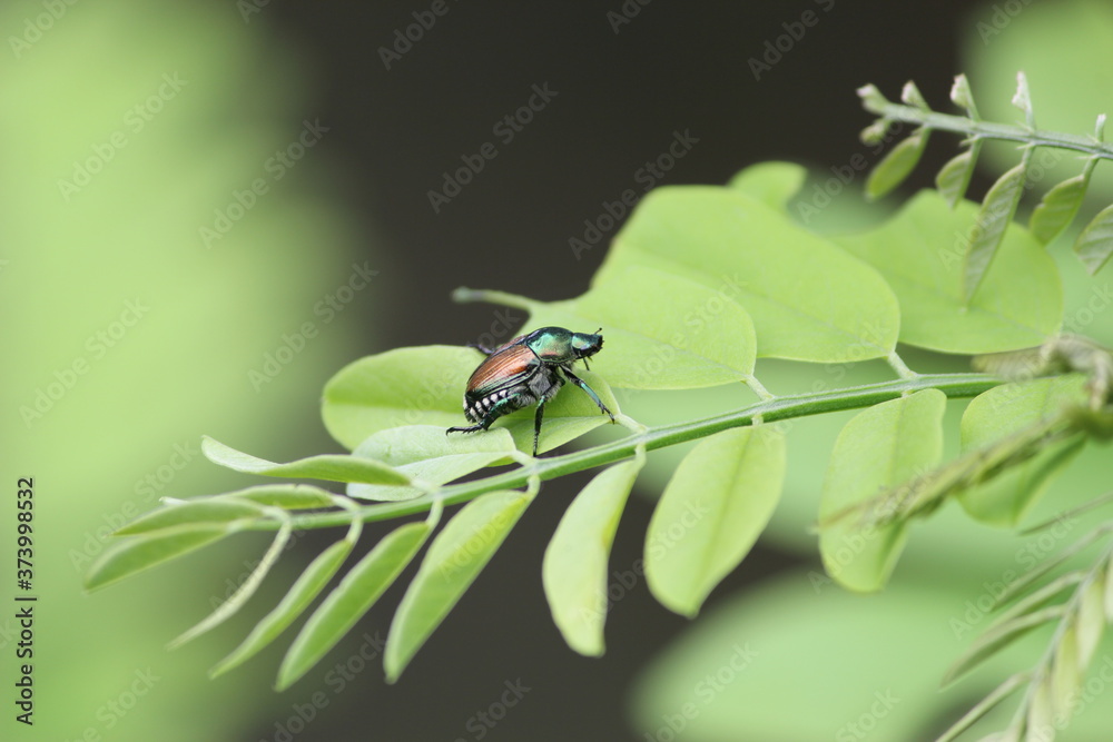 Fototapeta premium Japanese Beetle on Locust Leaves