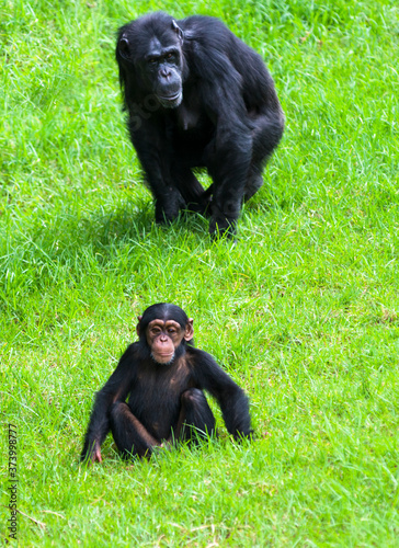 Fotografiet Chimpanzees parent and baby