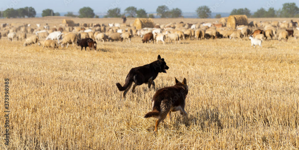 Naklejka premium A shepherd's dogs in the pasture. A herd of goats and sheep. Animals graze on the stubble of wheat.