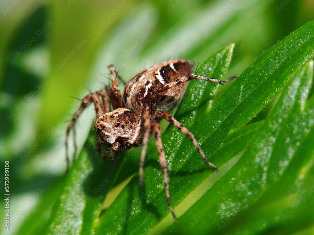 spider on a leaf spider on a leaf