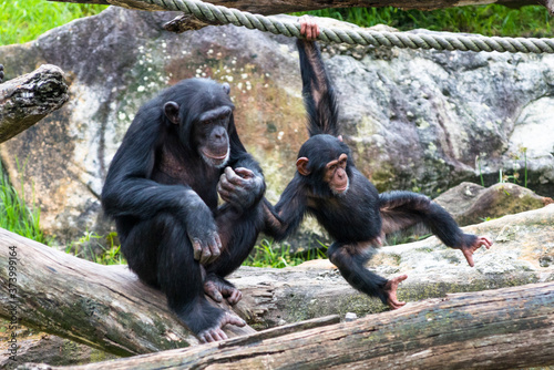 Valokuva Adult gives baby Chimpanzee a helping hand.