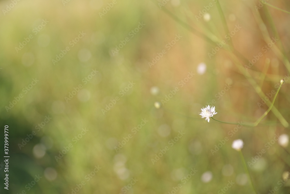 Obraz premium Minimal flower from nature with sunset background