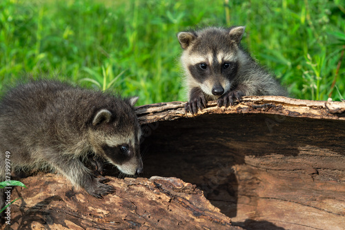 Raccoons (Procyon lotor) Move About on Log Summer © hkuchera